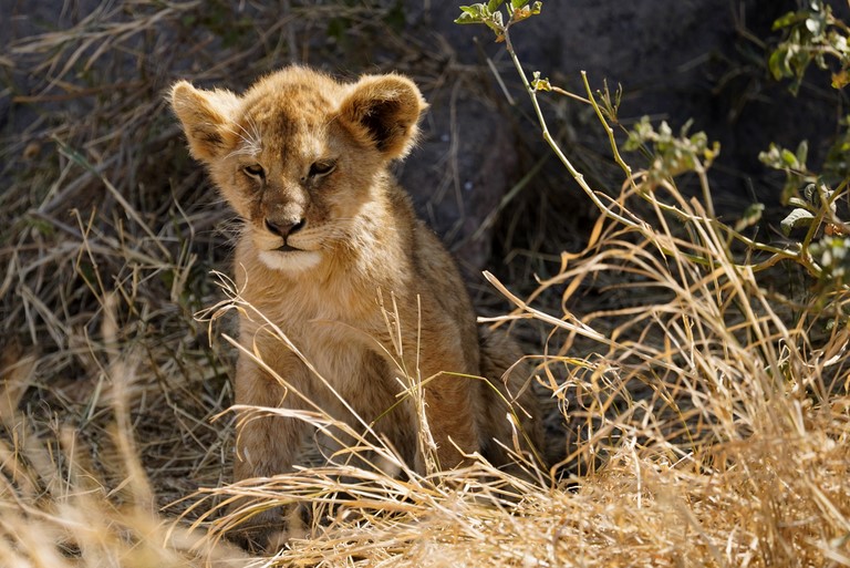 lionceau Tanzanie