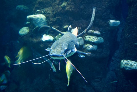 aquarium Palma aquarium Palma