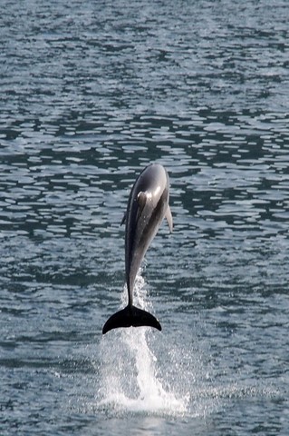 dauphin à Kotor