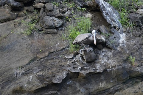 pelican Lac Darwin