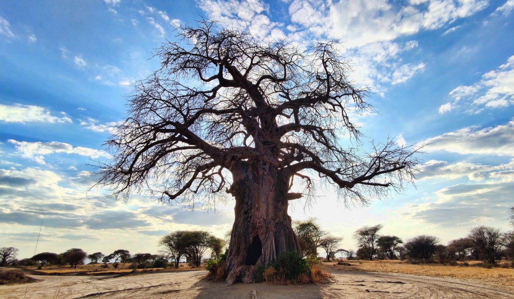 baobab Tanzanie