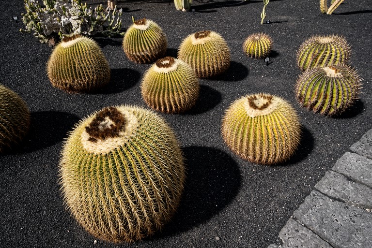 jardin cactus