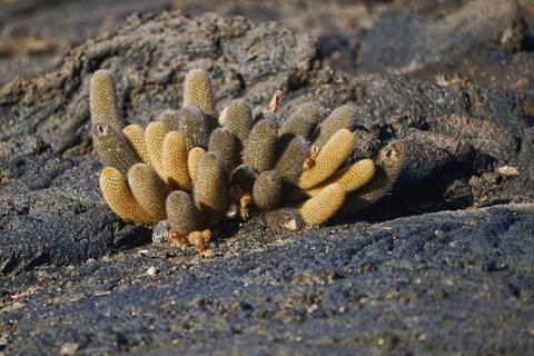 cactus Espinosa Point
