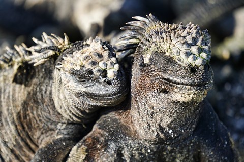 iguanes Galapagos