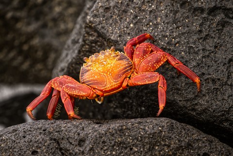 crabe Mosquera