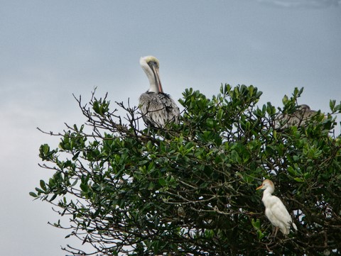 Oiseaux dans la mangrove