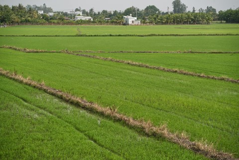 Chau Doc rizières