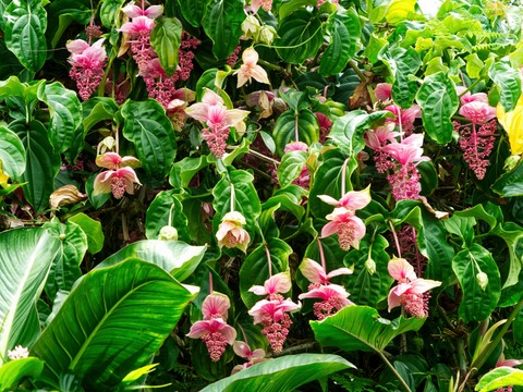 cloud forest