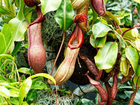 cloud forest
